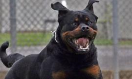 Bimba di otto anni azzannata dal cane di un'amica: operata d'urgenza al Salesi