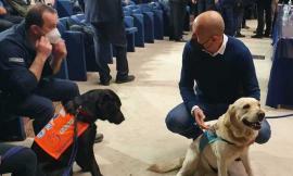 Arrivano i cani "anti-Covid": fiutano chi è positivo al virus meglio di un test antigenico. Cosa dice lo studio