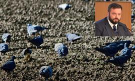 Marche, sempre più danni alle produzioni agricole: nuovo piano per il contenimento dei piccioni