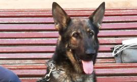 Tolentino, un mezzo di trasporto per il cane Billy della Polizia Locale: cittadino dona oltre 5 mila euro