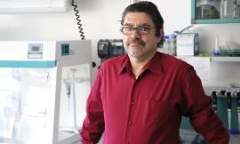 Zanzara coreana resistente al freddo, uno studio Unicam rileva batteri simbionti