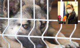 Canile di Macerata, Laviano 'stoppa' l'arrivo di 180 cani: "Gran parte dei box necessita di lavori"
