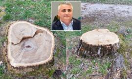 Taglio degli alberi a Matelica, Europa Verde: "Un tragico errore gestionale"