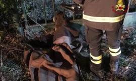 Capriolo rimane incastrato in un cancello: intervengono i Vigili del Fuoco