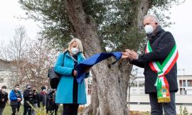 Civitanova, un ulivo per ricordare le vittime del Covid: "Non possiamo dimenticare le terribili immagini di dolore"