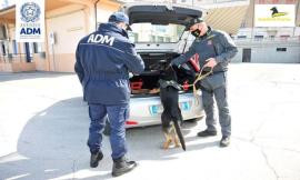 L'eccezionale fiuto di 'Isabel' scova 30mila euro nascosti in un trolley: fermato cittadino greco
