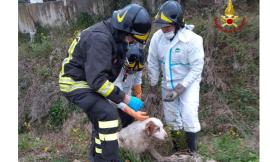Precipita in un fosso profondo due metri: cane portato in salvo