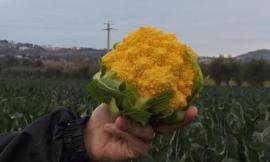 Nelle Marche una varietà unica al mondo del Cavolfiore romanesco arancione: "Risultato eccezionale"
