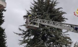 Vento forte nel Maceratese, rami e alberi caduti: 20 interventi dei Vigili del Fuoco