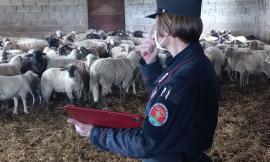 Treia, allevamento di ovini abusivo e trappola illegale: sequestrati agnelli e capre