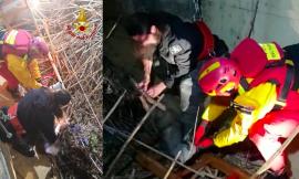 Capriolo cade in un canale industriale e resta imprigionato: salvato dai Vigili del Fuoco