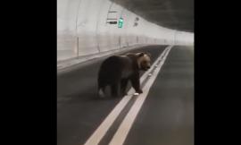 Orso in fuga in galleria Forca Canapine: le immagini fanno il giro del web
