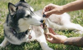 Puoi dare al cane olio di CBD?