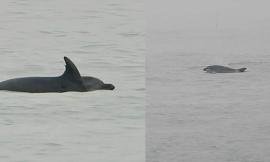 La danza dei delfini al molo sud di Civitanova (FOTO)