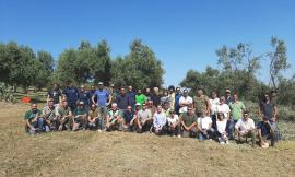 Oliveto "monumentale" a Potenza Picena: in arrivo potatori da tutta Italia