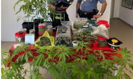 Potenza Picena, 24 piante e 3 chili di marijuana in casa: arrestato 37enne