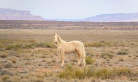 Un tuffo nel passato con le slot machine a tema Far West