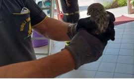 Macerata, "Il giorno della civetta" in...piscina: l'animale salvato dai Vigili del Fuoco