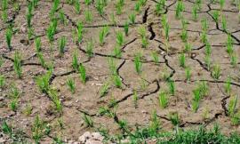 Siccità, "Nelle Marche non è ancora emergenza conclamata, monitoriamo alcuni fiumi"