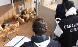 Allevamento "lager", cani malati e maltrattati poi venduti: 15 indagati, tra cui un sindaco