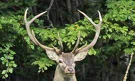 Il Parco dei Sibillini compie 29 anni: "Un patrimonio da tutelare"