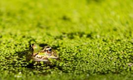 Parco dei Sibillini, a settembre al via il monitoraggio degli anfibi: si cercano volontari