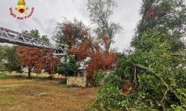 Maltempo, Morrovalle e Corridonia senza corrente: a Sant'Elpidio a Mare albero cade su cavo elettrico