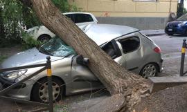 Temporale con caduta alberi: responsabilità del Comune per il risarcimento danni alle automobili