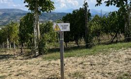 Matelica, danni continui a causa dei cinghiali. Il vicesindaco scrive alla Regione: "Vera emergenza"