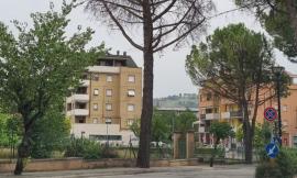 Tolentino, albero da abbattere: tratto di viale della Repubblica chiuso al traffico