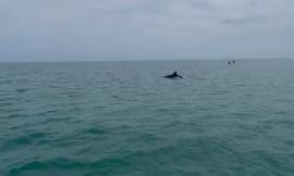 Delfini danzano nelle acque di Civitanova: "Significa che il nostro mare è pulito"