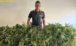Civitanova, oltre 65 piante di marijuana coltivate in casa e nella roulotte: arrestato 29enne (FOTO)