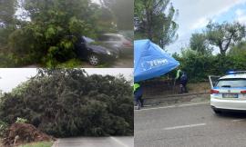 Maltempo, il Maceratese sferzato da pioggia e vento: alberi e gazebo in strada, disagi al traffico (FOTO)