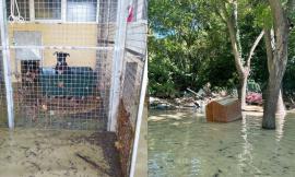 Alluvione Marche, al lavoro gli "angeli del fango" per salvare i quattro zampe