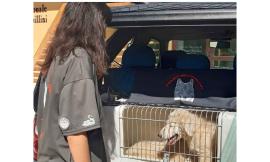 Cani pastore abruzzesi per la salvaguardia delle greggi: speciale consegna al parco dei Sibillini