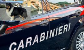 Calci e bastonate al cane del vicino: scatta la denuncia per un 70enne