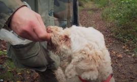 Rubati 4 cani da tartufo nella notte: indagini in corso