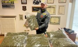 Civitanova, sequestrati 42 kg di marijuana: blitz della Finanza in tre magazzini di società di spedizioni