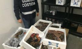 Civitanova, pesce non tracciato pronto per essere servito: sequestrati 23 kg in tre ristoranti
