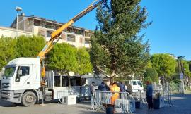 Civitanova si prepara al Natale: in piazza arriva l'albero