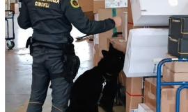 Pacchi di marijuana consegnati con il corriere: maxi sequestro in una ditta di  Civitanova