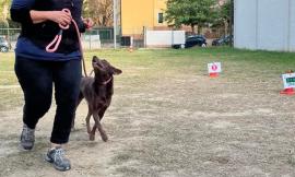 Cani in gara a Casette Verdini: Pollenza ospita la finale nazionale di Hoopers
