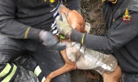 Cane resta incastrato nella tana di un tasso: dopo 8 ore di lavoro viene liberato (FOTO)