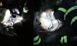 Tre cani restano intrappolati nella tana di una volpe: salvati dai vigili del fuoco