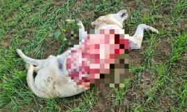 Camerino, branco di lupi azzanna e uccide un cane da guardia