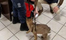 Dall'Albania alle Marche, cucciolo di pastore belga maltrattato: scatta il sequestro