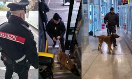 Droga tra i banchi: unità cinofile nelle scuole e al Terminal degli autobus (FOTO)
