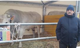 Pollenza, Sant'Antonio Abate: i tori dell'azienda "Morica" in trasferta a San Pietro per la benedizione
