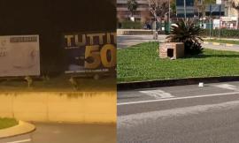 Le rotatorie come insolito habitat di cani e lupi: lo strano caso di Porto Recanati