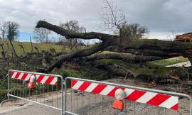 Macerata, grande quercia cade in mezza alla carreggiata: strada chiusa al traffico (FOTO)